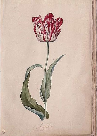 Tulip by Judith Leyster