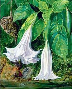 Flowers of the Angel's Trumpet and humming birds, Brazil by Marianne North